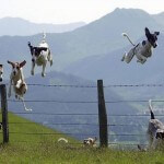 dogs jumping fence