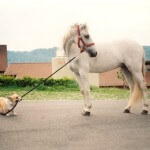 dog_and_horse