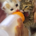 Bottle feeding kittens