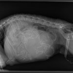 Pregnant cat radiograph