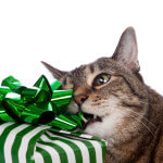Cat Chewing on Present
