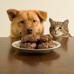 Dog and cat eating