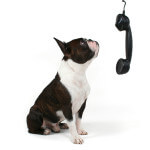 Dogs-Phone