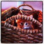Pudge in a basket