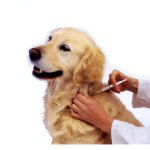 dog_being_vaccinated