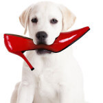 dog_chewing_shoe