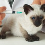 Kitten vaccination