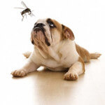 Dog with mosquito