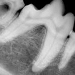 Feline dental radiograph