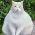 White Fat Cat