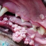Oral papillomas
