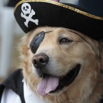 pirate-dog