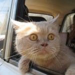 Cat in a car window