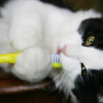 Cat-with-Toothbrush