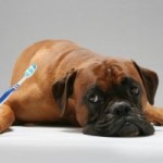 boxer-with-toothbrush-300x200