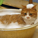 cat_bath