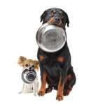 dog-food-bowl