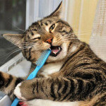 Cat toothbrush