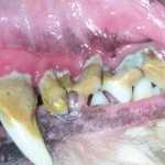 Dog dental disease