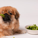 dog-eating-pea