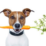 jrt-with-carrot