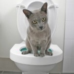 cat on toilet