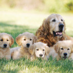 Golden puppies