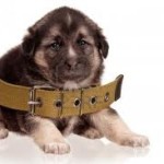 Puppy with a big collar