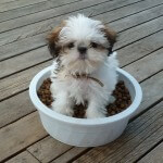 Puppy_in_food_bowl