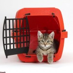 Kitten in carrier