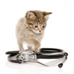 Kitten stethoscope