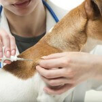 Microchip-Implantation-Dog-