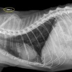 cat-xray-with-microchip_thumb