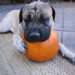 dog-with-pumpkin2