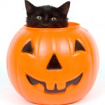 medium_cat_in_pumpkin