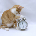 Cat-and-Clock