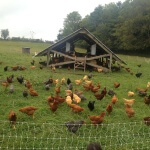 Chickens- Polyface Farms