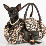 Dog in a purse