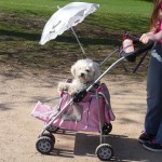 Dog in stroller