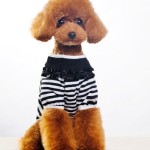Poodle in clothes