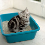 Kitten in litter pan