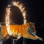 circus-tiger-through-fire-hoop