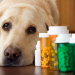 pet-medications