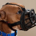 dog-muzzle