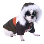 Chihuahua in a winter coat