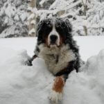Bernese Mountain dog in deep snow