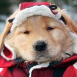 Golden retriever puppy in a winter coat