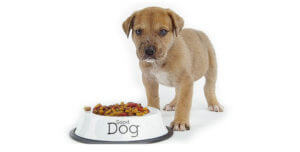 Puppy with food