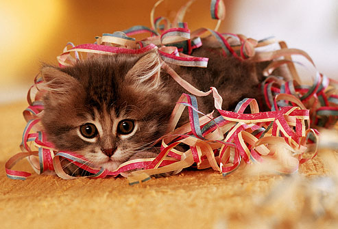 Image result for cat tangled in ribbon