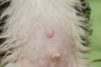 Umbilical hernia puppy001